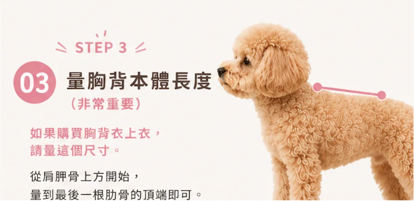 STEP 3 量胸背本體長度：從肩胛骨上方量到最後一根肋骨