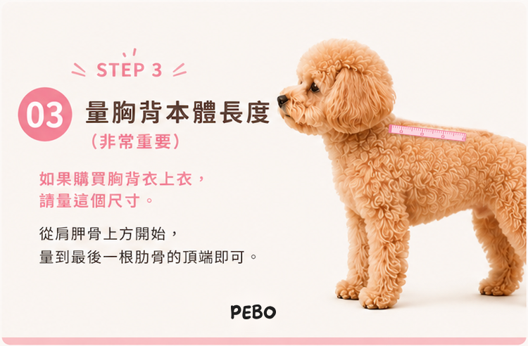 STEP 3 量胸背本體長度：從肩胛骨上方量到最後一根肋骨